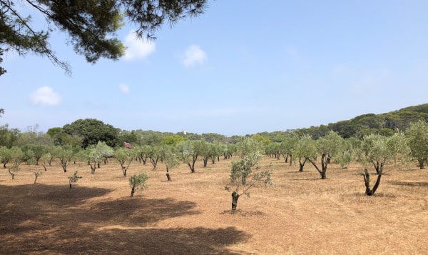 Programmes neufs Hyères Ile de Porquerolles paysage oliviers